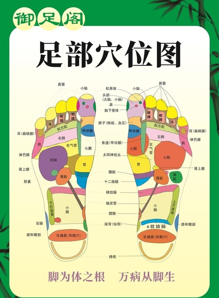 足部穴位图图片cdr矢量模版下载