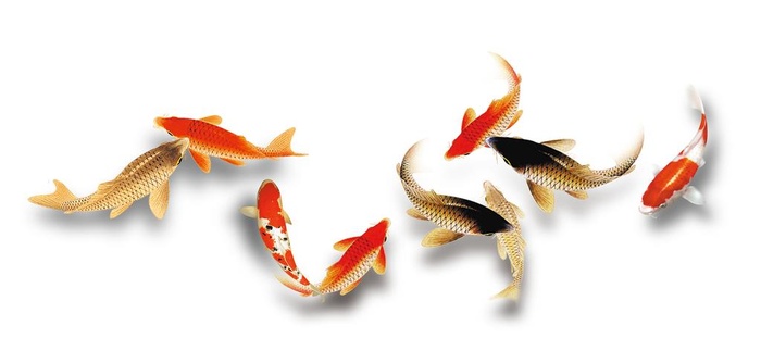 透明 手绘 九鱼 元素 素材图片