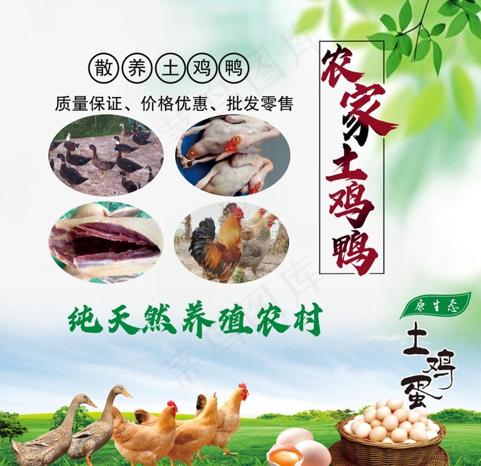 农家土鸡鸭图片