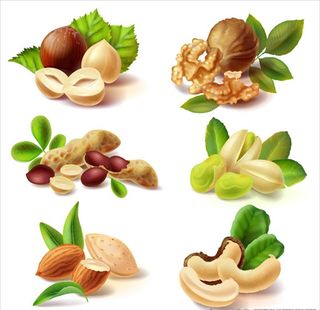 写实风格六种坚果插图图片