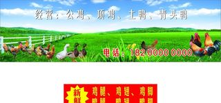 农家自养鸡鸭鹅图片