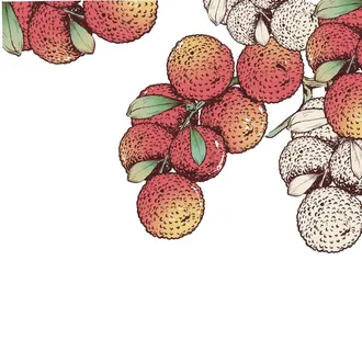荔枝插画图片