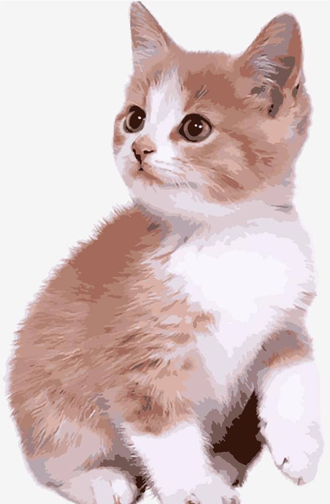 可爱猫图片