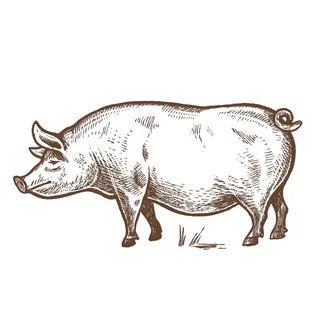 家养动物主题插画图片