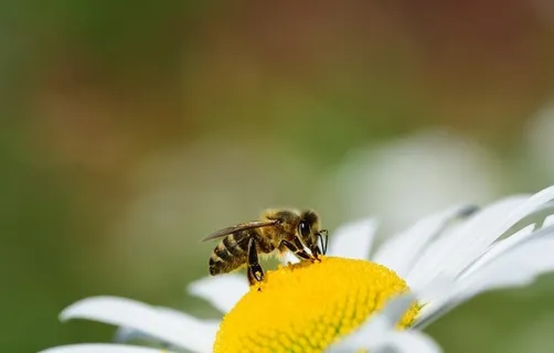 蜜蜂图片 蜜蜂图片