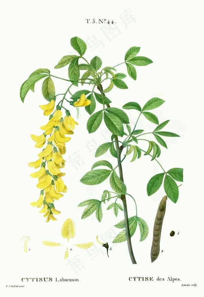 花卉图片