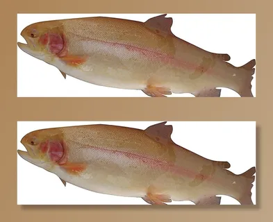 海鲜金鳟鱼图片