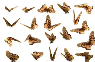 飞蛾 色彩斑斓 素材 手绘素材图片