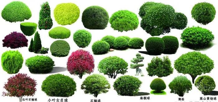 灌木球图片(11811x5906)psd模版下载