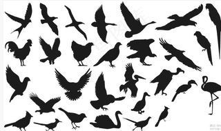鸟剪影图图片
