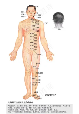 足阳明胃经穴位图片