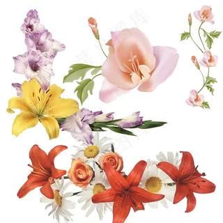 百合花素材图片