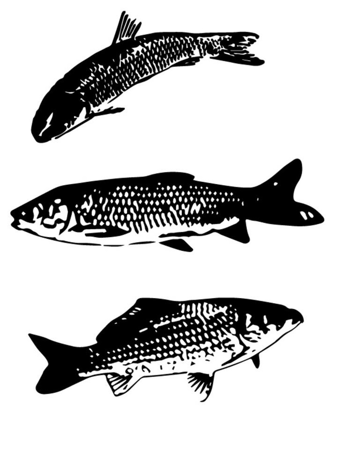 鱼图片ai矢量模版下载