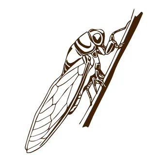 手绘卡通知了蝉昆虫动物插画图片