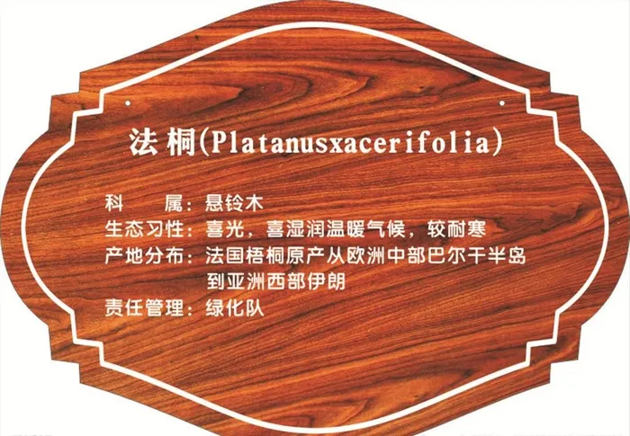 法桐树 树牌图片cdr矢量模版下载