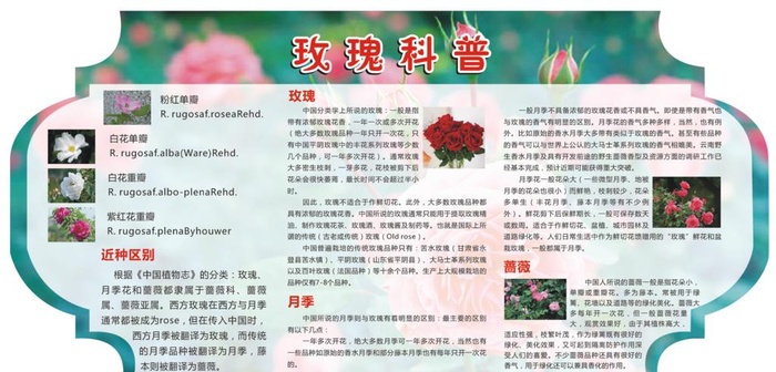 玫瑰科普图片