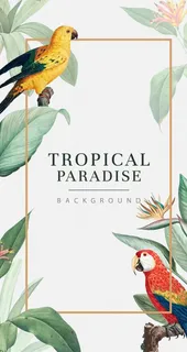 INS风 热带 鸟图片