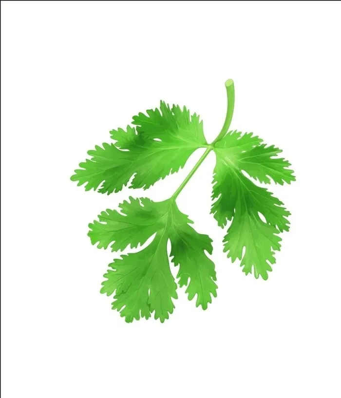 香菜叶图片