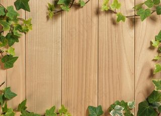 高清藤蔓盘绕竖条木板背景图图片