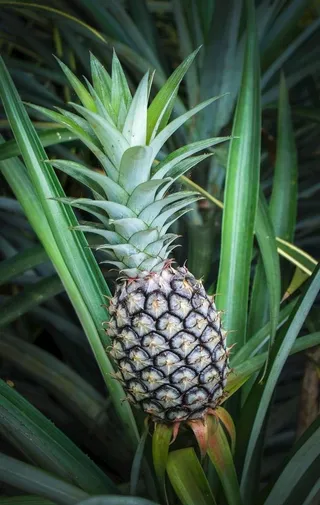 菠萝图片