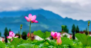 荷花池塘美景图片