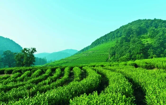 茶图片(8576x5696)psd模版下载