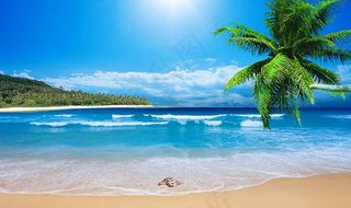 海边风景椰树沙滩背景墙图片