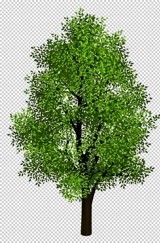 透明大树png素材图片