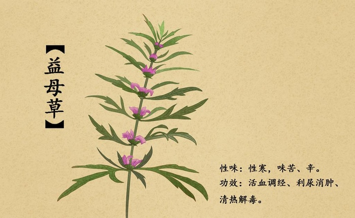 益母草图片(3087x2000)psd模版下载