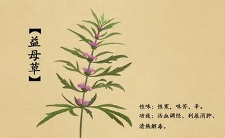 益母草图片