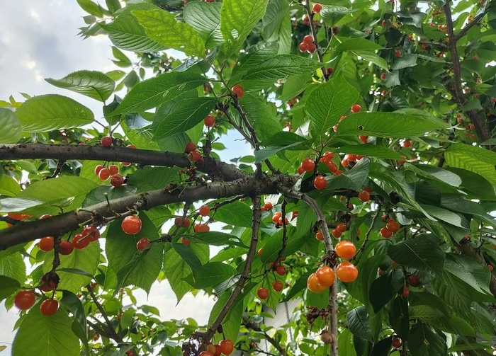 夏天的樱桃图片