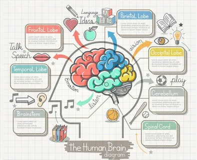 手绘大脑图片 手绘大脑图片