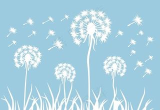 白色蒲公英。图片