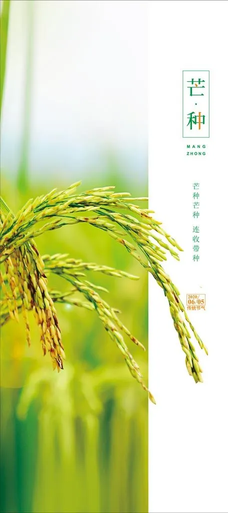 芒种海报设计图片ai矢量模版下载
