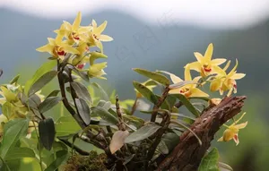 铁皮枫斗图片