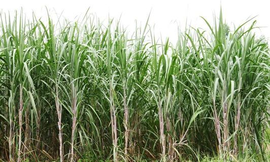 甘蔗 图片