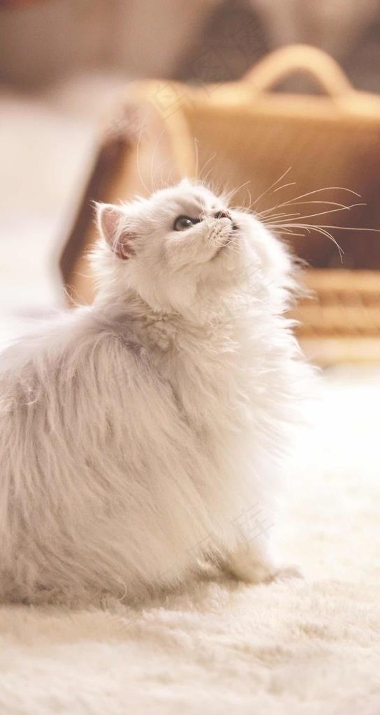 波斯猫图片