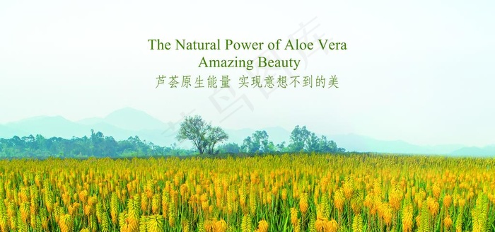 芦荟花海图片