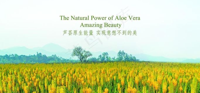 芦荟花海图片