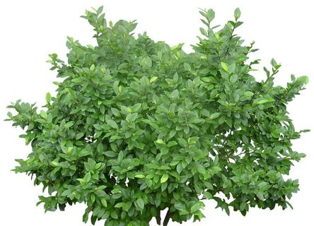 灌木丛图片 灌木丛图片