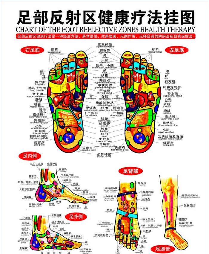 足部健康疗法挂图图片(3150x3941)psd模版下载