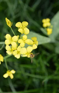 黄花野花图片 黄花野花图片