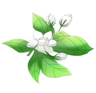 茉莉花插画图片
