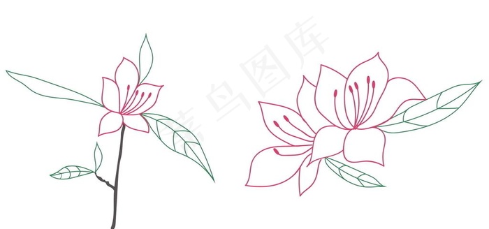 杜鹃花线稿图片