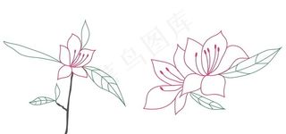 杜鹃花线稿图片