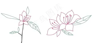 杜鹃花线稿图片