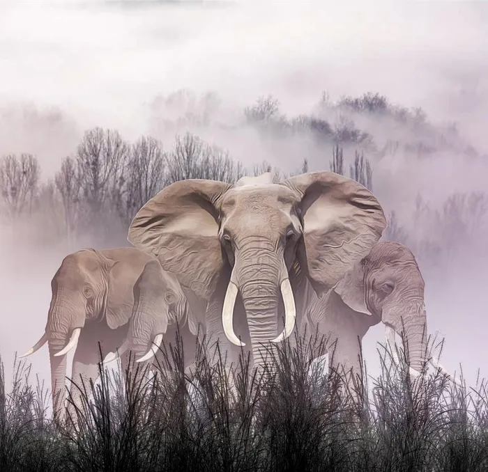 野生动物大象图片