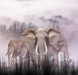 野生动物大象图片