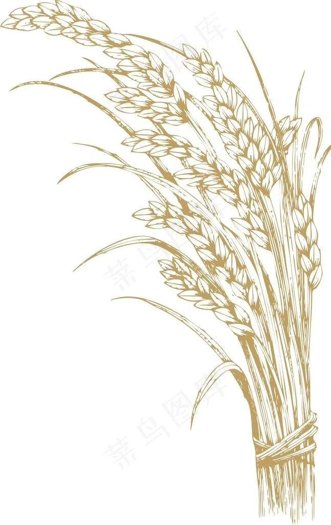 麦穗图片cdr矢量模版下载