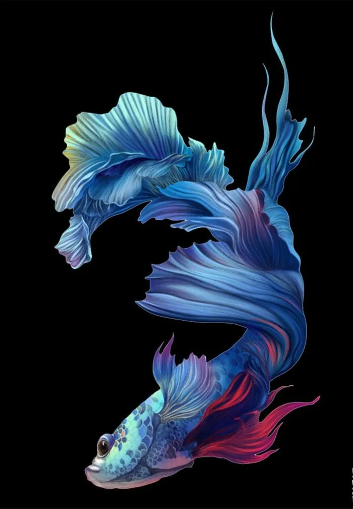 金鱼图片(658x902)psd模版下载